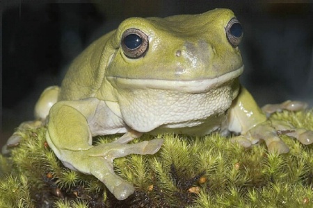 White's Tree Frog