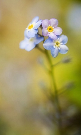 Forget-Me-Nots