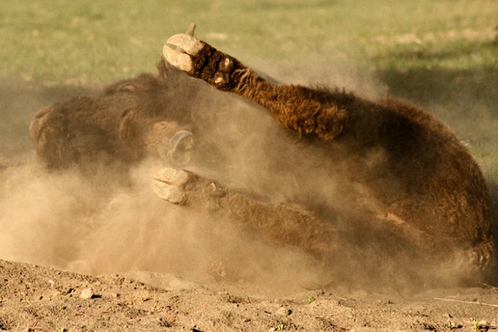 Dirt Bath Bliss