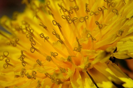 The Dandelion and the Ant (A twisted tail?)