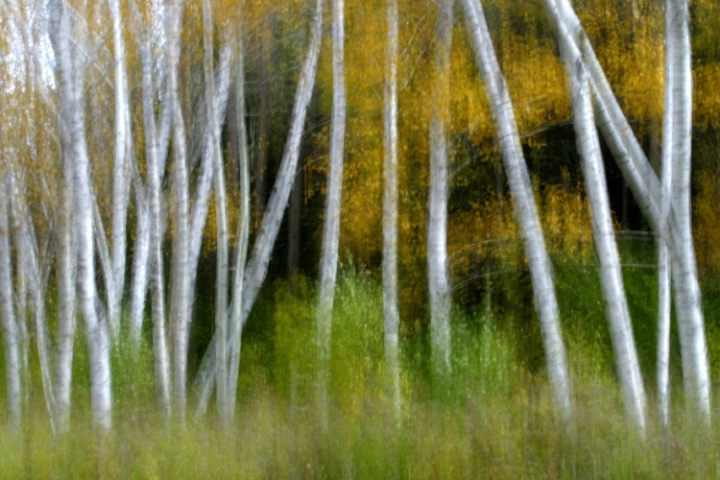 Birch Trees