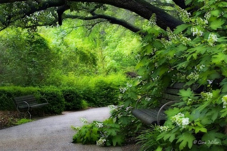 Urban Oasis - Fort Worth Botanic Gardens