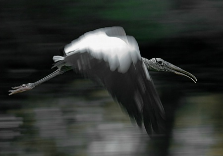 Endangered Wood Stork in Flight, in the Wild.