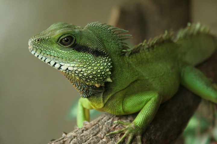 Vivarium Saint Martin la Plaine