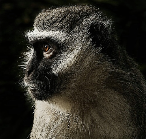 Vervet monkey