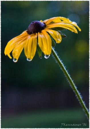 Black Eyed Susan after the rain