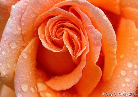 Rained on Rose