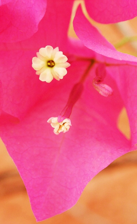 Bougainvillea