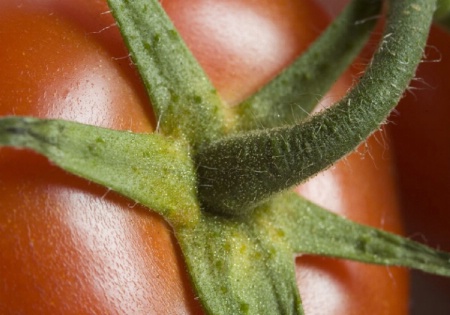 Vine Ripe Tomato