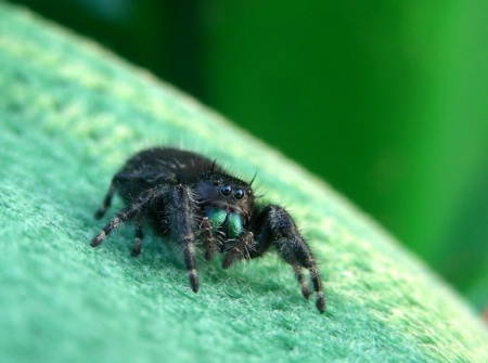 Jumping Spider