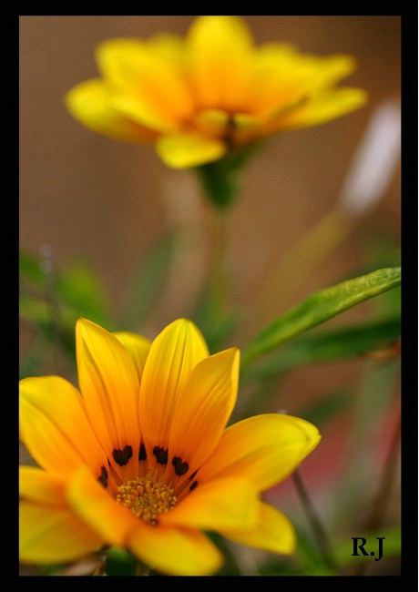 Flowers with Hearts