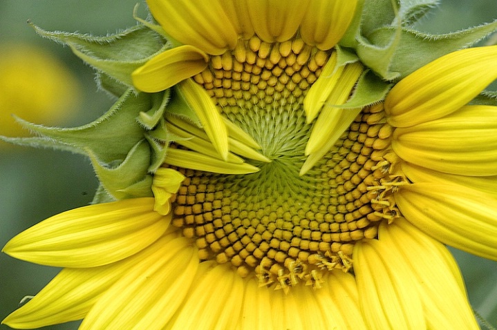 Shy Sunflower