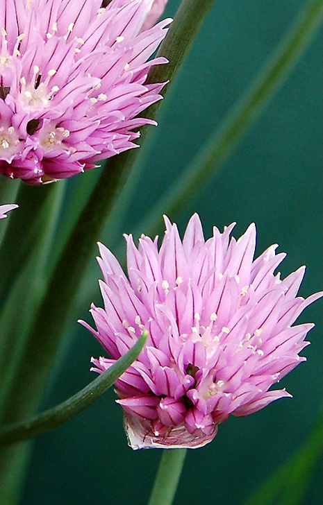 Chive Blossoms in May
