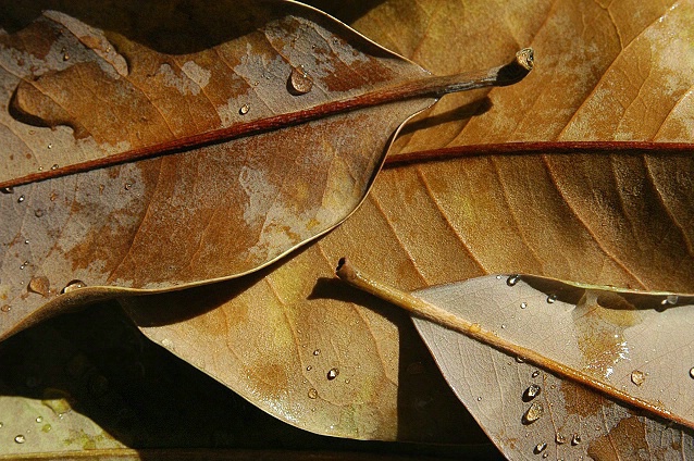 Still-Leaf