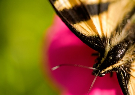 Tiger Swallowtail Butterfly