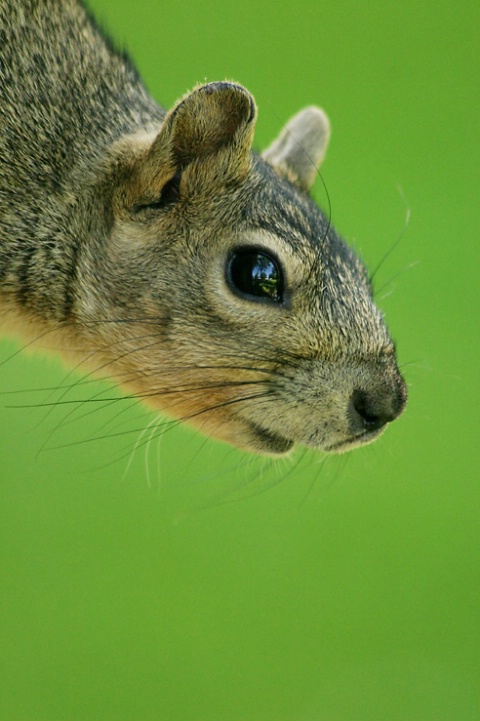 Portriet of Squirrel