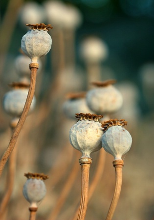 Poppy Heads II