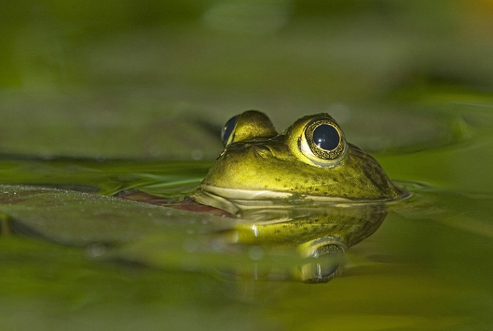 Leopard Frog #3