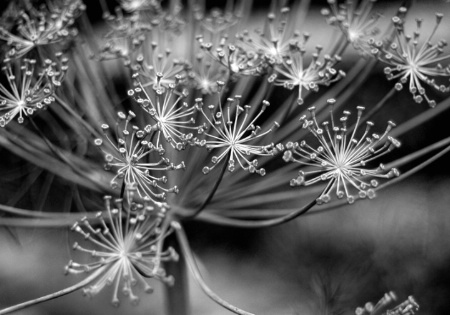 Flowers in Black and White