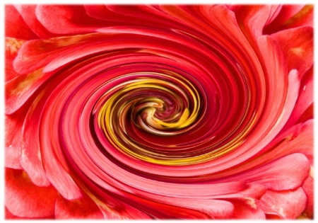 Red Zinnia with swirl