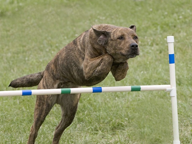 Olympian Training