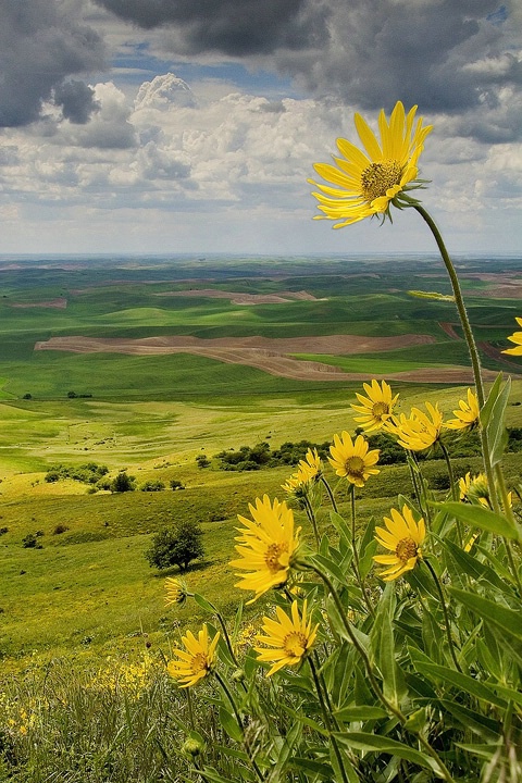 Palouse Wildflowers