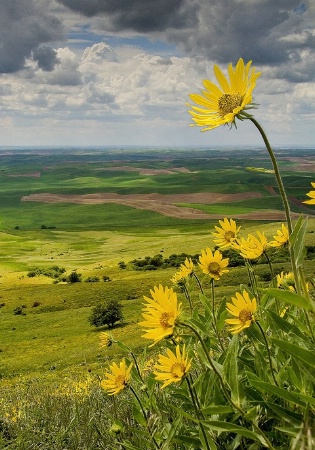 Palouse Wildflowers