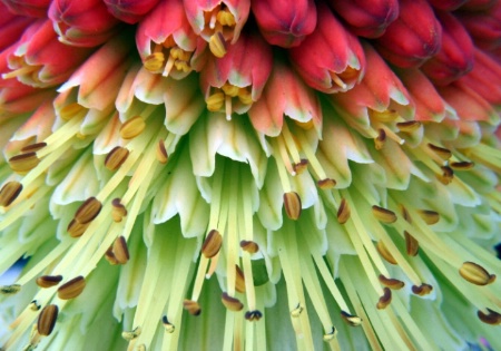 Red Hot Poker