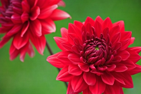 Red Red Dahlias