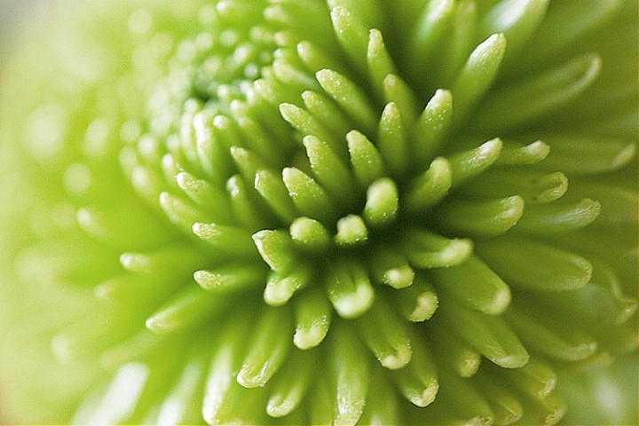 Green Flower