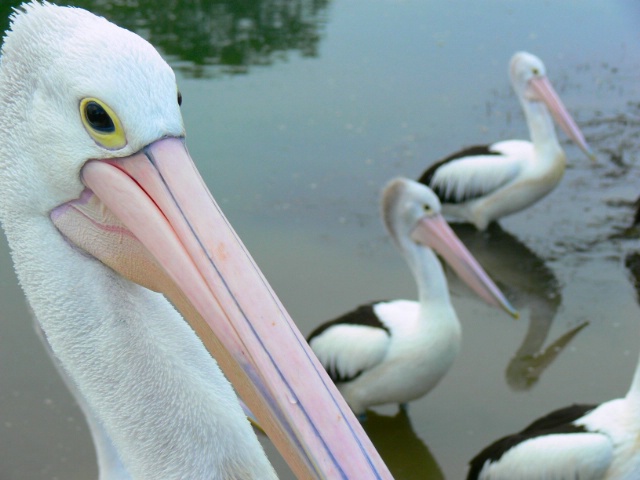 Pelican detail