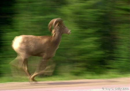 Panned Rocky Mountain Bighorn