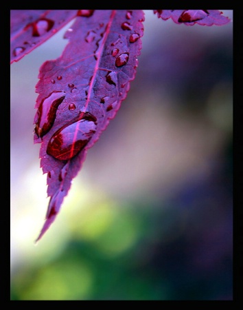 Rain on Leaves