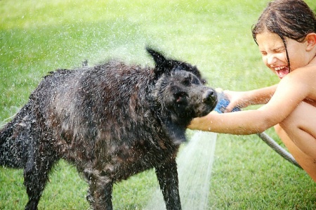 Dog Wash