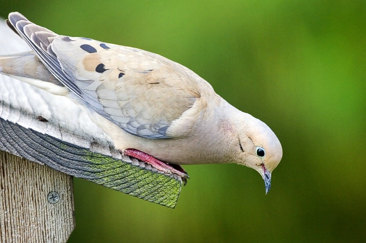 Mourning Dove