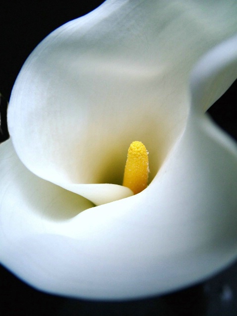 Graceful Calla