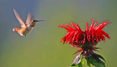 Rufous Hummingbird approaching Bee Balm