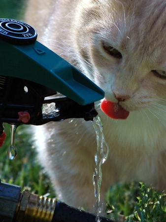 ~WATER  SPOUT~