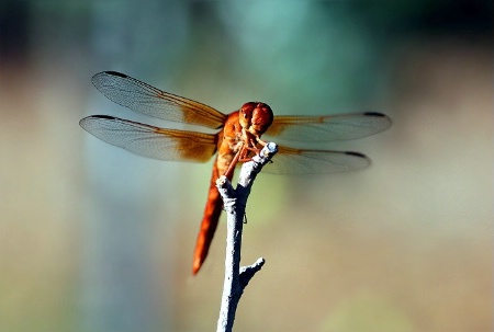 Dragon Fly