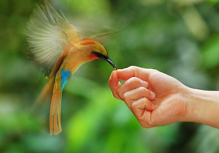 Feeding bee eater