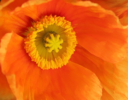 Pretty Poppy