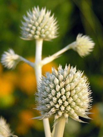 ~Rattlesnake Master~