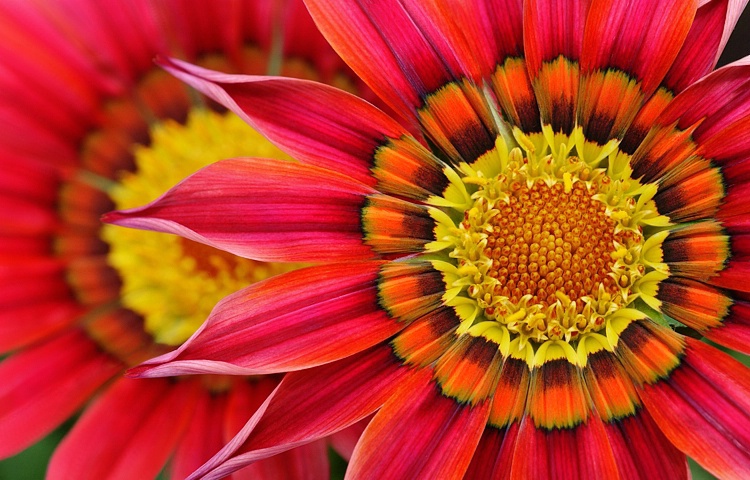 Gazania Daisy