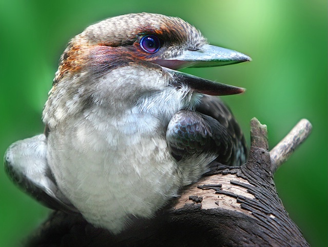 Australian Kookaburra