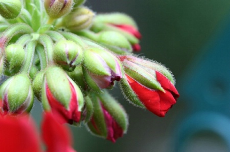 Crepe Myrtle Buds