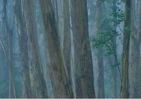 Eucalyptus & Fog