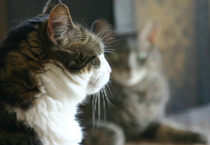 2Cats2Many-Good To Go-Tv( Shutter Speed ) 1/6 - Av