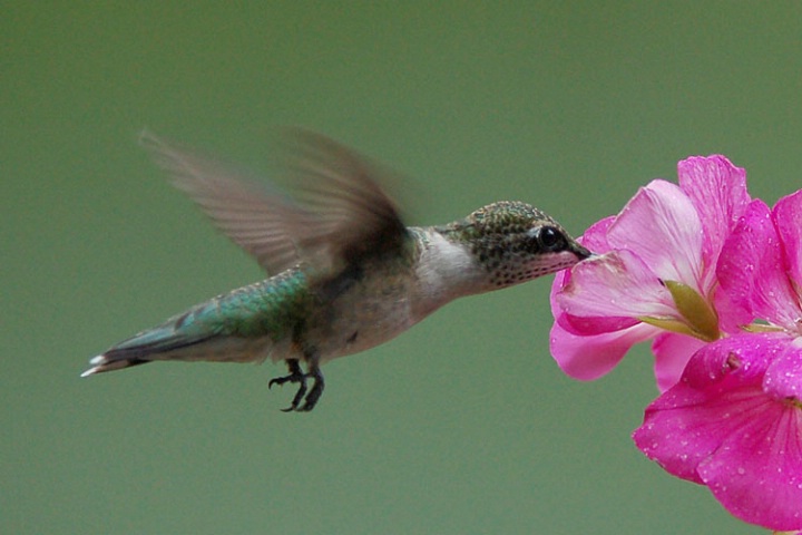 Hummingbird After