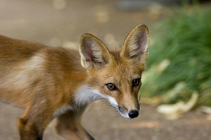 Red Fox