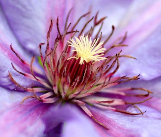 Clematis